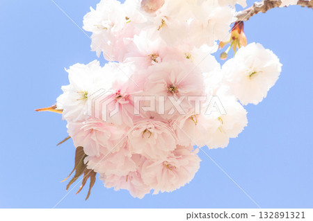 櫻花[品種：豐滿藏] 132891321
