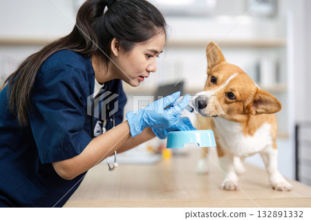Pet Nutrition. Veterinarian feeding corgi with medication in modern veterinary clinic. Pet Nutrition. Veterinarian feeding corgi with medication in modern veterinary clinic. 132891332