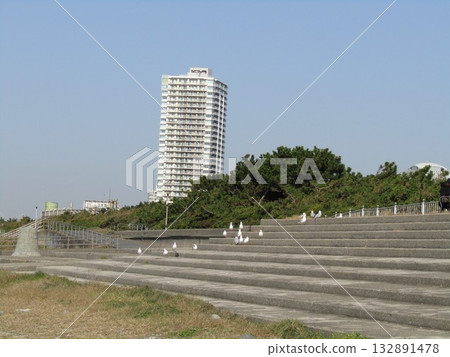 Winter migratory sea urchin gull that came to the Komigawa beach 132891478