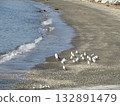 Winter migratory birds Black-headed gulls and sanderlings at Kemihama Winter migratory birds Black-headed gulls and sanderlings at Kemihama 132891479