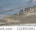 Winter migratory birds Black-headed gulls and sanderlings at Kemihama Winter migratory birds Black-headed gulls and sanderlings at Kemihama 132891481