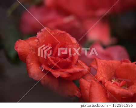 "Sankha" - a beautiful red rose that bloomed in the rain in October "Sankha" - a beautiful red rose that bloomed in the rain in October 132891556