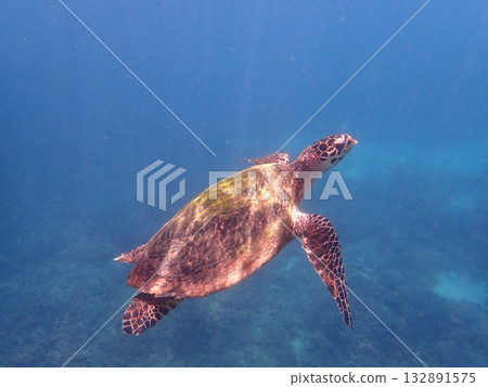 Sea turtles in Pigeon Island National Park, Sri Lanka Sea turtles in Pigeon Island National Park, Sri Lanka 132891575