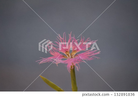 粉紅色石竹花的特寫 132891836