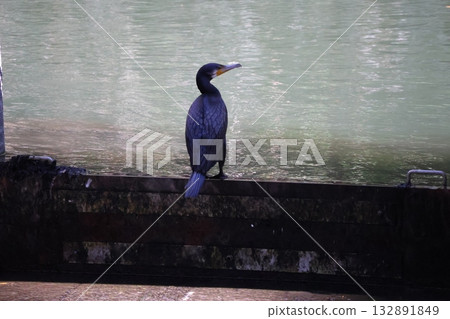 Scenery with cormorants perched on the water's edge Scenery with cormorants perched on the water's edge 132891849