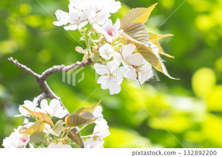Cherry blossoms [variety: Surugadai Nioi] 132892200
