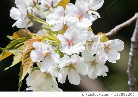 櫻花【品種：駿河台 Nioi】 132892205