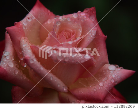 十月雨季,一朵美麗的粉紅玫瑰「丹頂」盛開。 十月雨季,一朵美麗的粉紅玫瑰「丹頂」盛開。 132892209