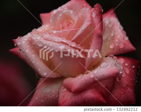 十月雨季,一朵美麗的粉紅玫瑰「丹頂」盛開。 十月雨季,一朵美麗的粉紅玫瑰「丹頂」盛開。 132892212