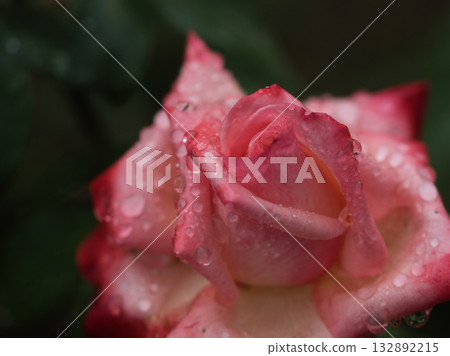 十月雨季,一朵美麗的粉紅玫瑰「丹頂」盛開。 十月雨季,一朵美麗的粉紅玫瑰「丹頂」盛開。 132892215