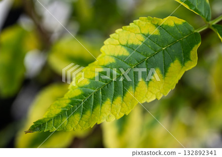 Close up of plant having yellow leaf from overwatering. Excessive watering can lead to root rot, where roots suffocate and can't absorb nutrients, causing leaves to yellow. Close up of plant having yellow leaf from overwatering. Excessive watering can lead to root rot, where roots suffocate and can't absorb nutrients, causing leaves to yellow. 132892341