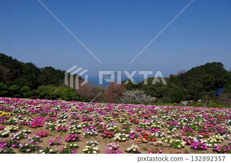 能古之島：花田中的利文斯頓雛菊和玄海島 132892357