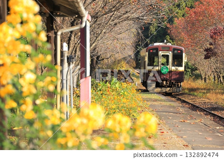 渡良瀨京國鐵道「神神梅站及列車,十一月初,鮮花與秋葉環繞」。 渡良瀨京國鐵道「神神梅站及列車,十一月初,鮮花與秋葉環繞」。 132892474