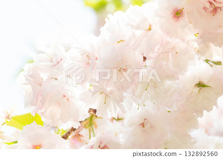 Cherry blossoms [variety: Shogetsu] 132892560