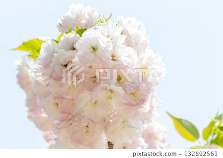 Cherry blossoms [variety: Shogetsu] 132892561