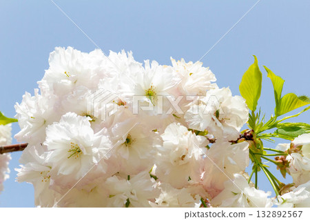 Cherry blossoms [variety: Shogetsu] 132892567