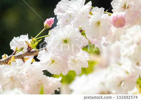 櫻花[品種：松月] 132892574