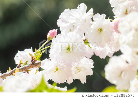 櫻花[品種：松月] 132892575