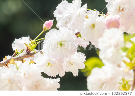 櫻花[品種：松月] 132892577
