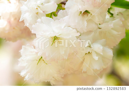 Cherry blossoms [variety: Shogetsu] 132892583