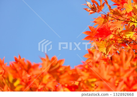 楓葉顏色鮮紅 132892668