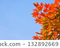 Autumn blue sky and bright red autumn leaves 132892669
