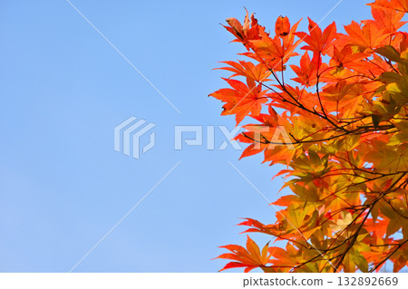 秋天的藍天和鮮紅的秋葉 132892669