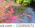 Autumn leaves floating in a pond 132892672