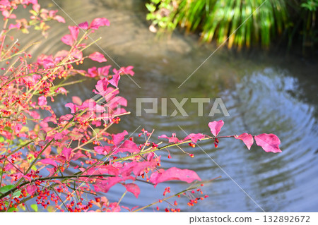 漂浮在池塘的秋葉 132892672