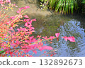 Autumn leaves floating in a pond 132892673