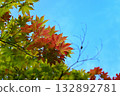 Autumn leaves shining in the blue sky 132892781