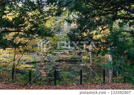 Scenic Autumn Landscape of Maruyama Park in Sapporo, Hokkaido, Japan Scenic Autumn Landscape of Maruyama Park in Sapporo, Hokkaido, Japan 132892807