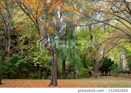 Fall Season View of Maruyama Park in Sapporo, Hokkaido, Japan 132892808