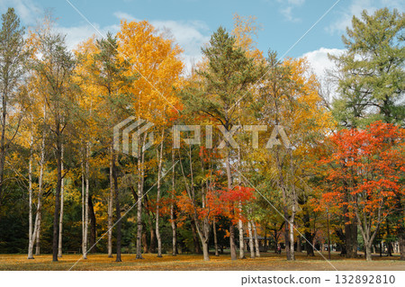 Beautiful Autumn Colors of Maruyama Park in Sapporo, Hokkaido, Japan Beautiful Autumn Colors of Maruyama Park in Sapporo, Hokkaido, Japan 132892810