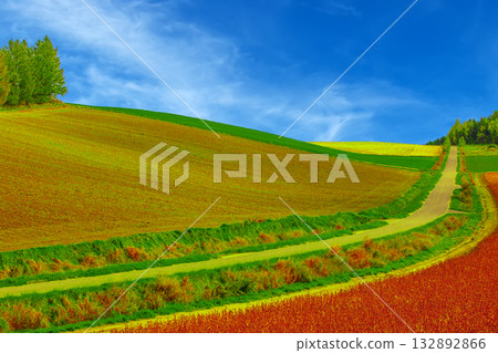 Rice field path 132892866