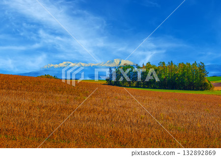 美瑛的秋景 132892869