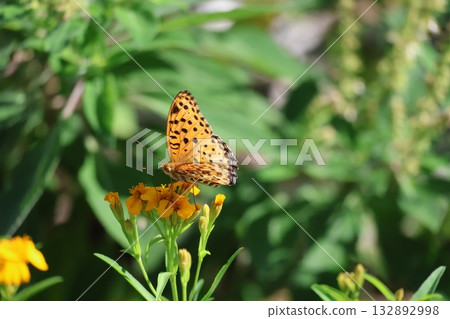 Scenery with a swallowtail butterfly resting on a yellow flower 132892998