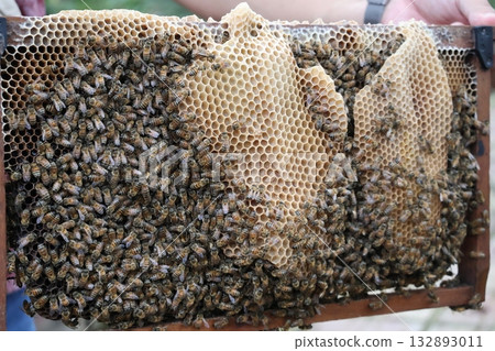 Close-up view of a beehive for making honey 132893011