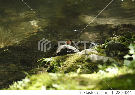 山間小溪的Miyamakawa蜻蜓 132893044