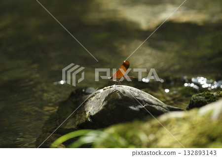山間小溪的Miyamakawa蜻蜓 132893143