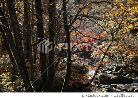 Autumn leaves and fallen leaves in the valley (Teruha Gorge, Gunma Prefecture) 132893155