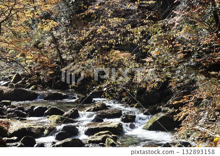Autumn leaves and fallen leaves in the valley (Teruha Gorge, Gunma Prefecture) Autumn leaves and fallen leaves in the valley (Teruha Gorge, Gunma Prefecture) 132893158