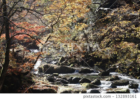 山谷中的秋葉和落葉（群馬縣照羽峽） 132893161