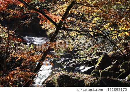 Autumn leaves and fallen leaves in the valley (Teruha Gorge, Gunma Prefecture) 132893170