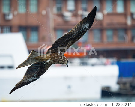 Milvus migrans eagle in Keelung,Taiwan. 132893214