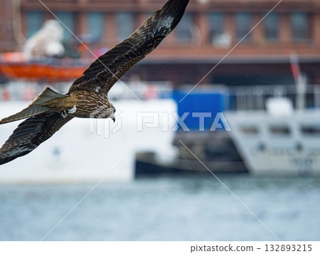 Milvus migrans eagle in Keelung,Taiwan. 132893215