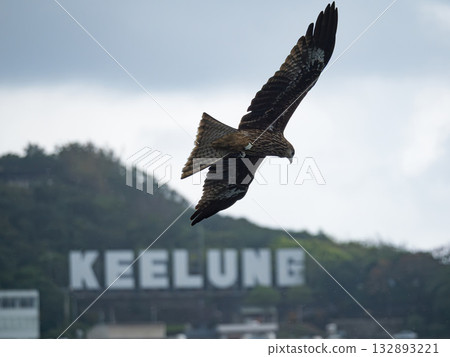 Milvus migrans eagle in Keelung,Taiwan. 132893221