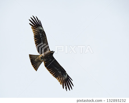 Milvus migrans eagle in Keelung,Taiwan. Milvus migrans eagle in Keelung,Taiwan. 132893232