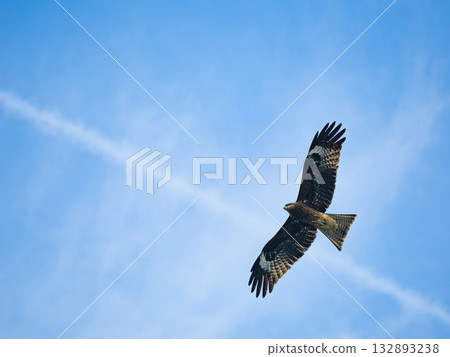 Milvus migrans eagle in Keelung,Taiwan. Milvus migrans eagle in Keelung,Taiwan. 132893238