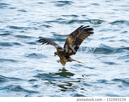 Milvus migrans eagle in Keelung,Taiwan. 132893239